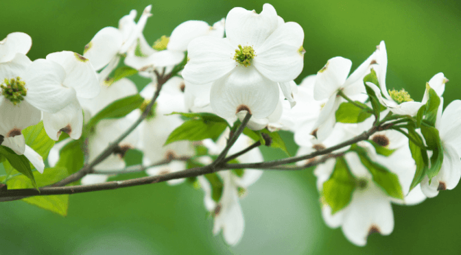 Spring Time Scent, Naturally