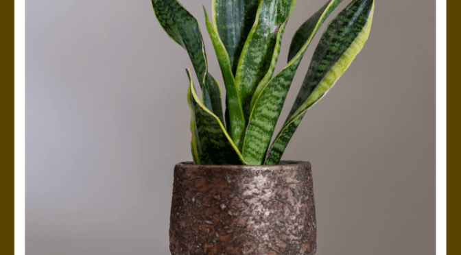 Houseplant Highlight: Snake Plant
