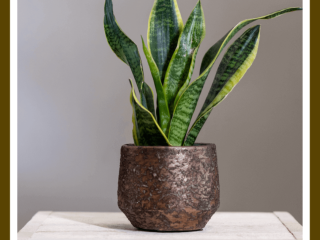 Untitled-1080-×-1342-px-1-1