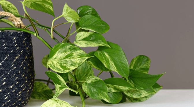 Houseplant Highlight: Pothos