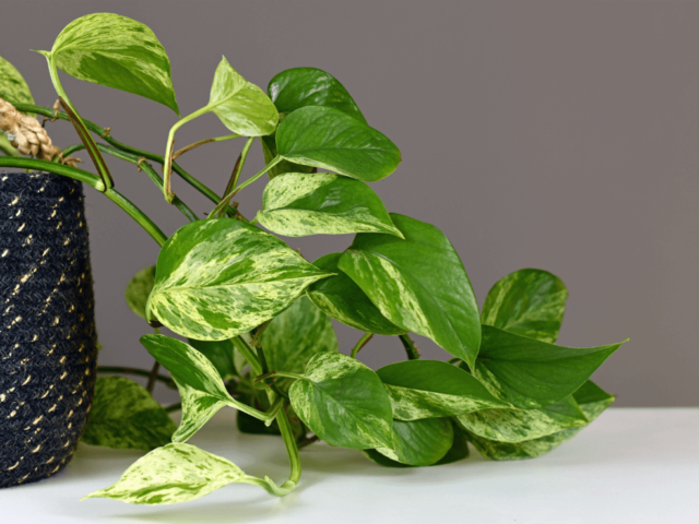 pothos plant in a pot