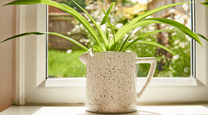 Houseplant Highlight: Spider Plants