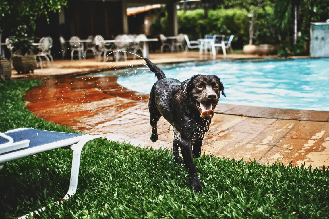 dog out of the pool during the summer
